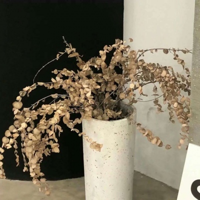 兽设清新风格设计兽圈社群